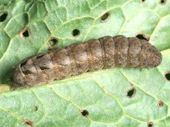  Chenille de Xestia triangulum Hfn. - �Serge Wambeke