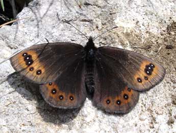 Erebia triarius Prun. adulte - �Jean-Pierre Arnaud