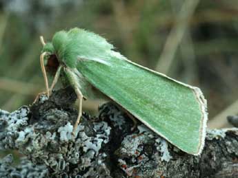 Calamia tridens Hfn. adulte - �Daniel Morel