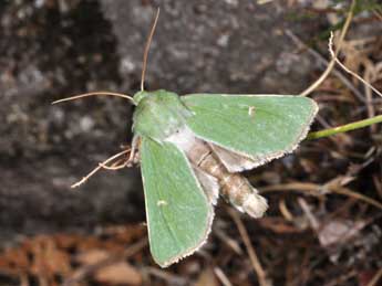 Calamia tridens Hfn. adulte - �Philippe Mothiron