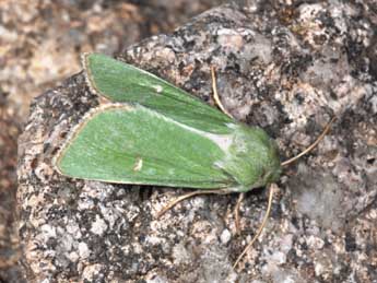 Calamia tridens Hfn. adulte - �Philippe Mothiron