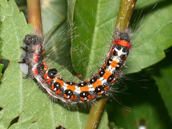  Chenille de Acronicta tridens D. & S. - �Philippe Mothiron