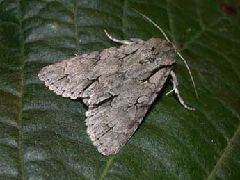 Acronicta tridens D. & S. adulte - �Philippe Mothiron