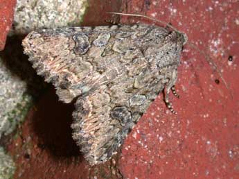 Anarta trifolii Hfn. adulte - �Philippe Mothiron