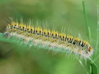  Chenille de Lasiocampa trifolii D. & S. - �Philippe Mothiron
