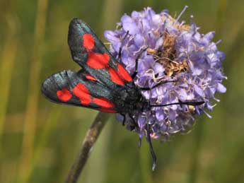 Zygaena trifolii Esp. adulte - �Philippe Mothiron