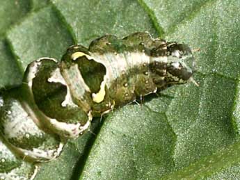  Chenille de Abrostola triplasia L. - �Serge Wambeke