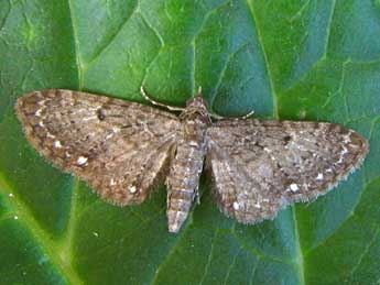 Eupithecia tripunctaria H.-S. adulte - �Nicole Lepertel