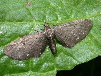 Eupithecia tripunctaria H.-S. adulte - �Philippe Mothiron