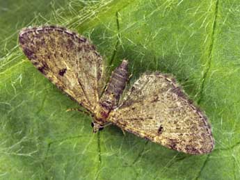 Eupithecia trisignaria H.-S. adulte - �Daniel Morel