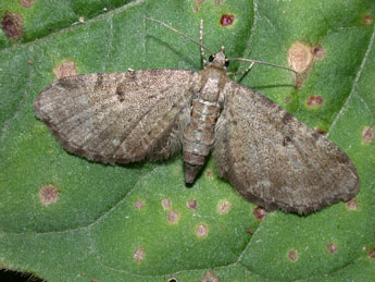 Eupithecia trisignaria H.-S. adulte - �Philippe Mothiron
