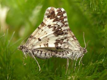 Epirrhoe tristata L. adulte - �Antoine L�v�que