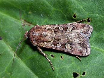 Euxoa nigrofusca Esp. adulte - �Philippe Mothiron
