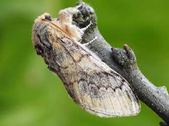 Notodonta tritophus D. & S. adulte - �Daniel Morel