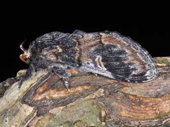 Notodonta tritophus D. & S. adulte - �Philippe Mothiron