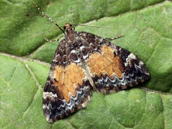 Dysstroma truncata Hfn. adulte - �Daniel Morel