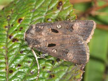 Agrotis trux Hb. adulte - �Philippe Mothiron