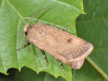 Agrotis trux Hb. adulte - �Philippe Mothiron