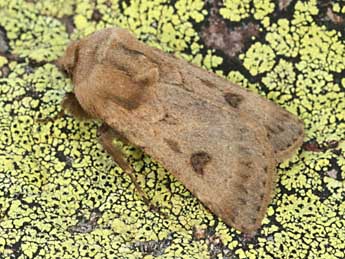 Agrotis turatii Stdf. adulte - �Daniel Morel