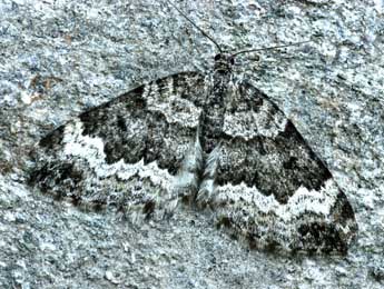 Colostygia turbata Hb. adulte - �Daniel Morel