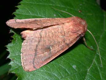 Mythimna turca L. adulte - �Philippe Mothiron