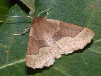 Crocallis tusciaria Bkh. adulte - �Philippe Mothiron