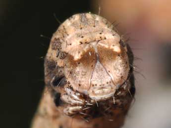  Chenille de Crocallis tusciaria Bkh. - �Philippe Mothiron