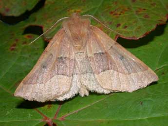 Crocallis tusciaria Bkh. adulte - �Philippe Mothiron