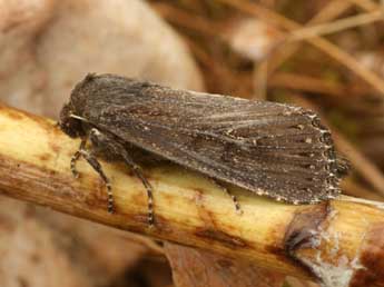 Nonagria typhae Thnbg adulte - �Daniel Morel