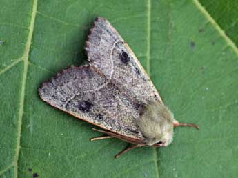 Pseudenargia ulicis Stgr adulte - �Daniel Morel