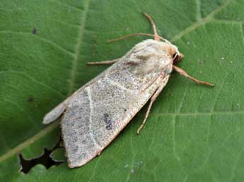 Pseudenargia ulicis Stgr adulte - �Daniel Morel