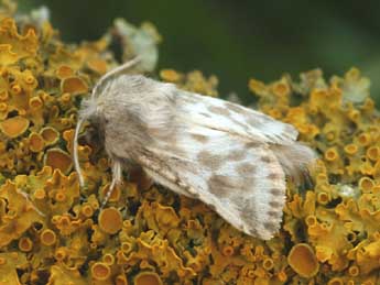 Dyspessa ulula Bkh. adulte - �Daniel Morel