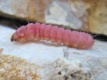  Chenille de Dyspessa ulula Bkh. - �Tineke Aarts