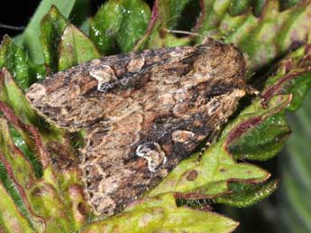 Apamea unanimis Hb. adulte - �Philippe Mothiron