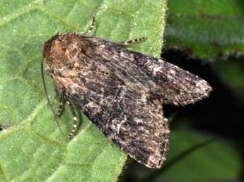 Apamea unanimis Hb. adulte - �Philippe Mothiron