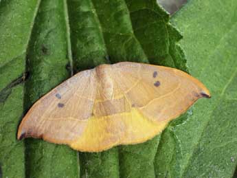 Watsonalla uncinula Bkh. adulte - �Daniel Morel