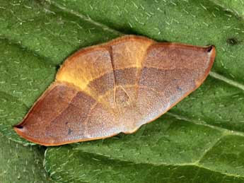 Watsonalla uncinula Bkh. adulte - �Daniel Morel