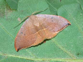 Watsonalla uncinula Bkh. adulte - �Philippe Mothiron