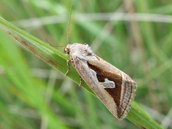 Deltote uncula Cl. adulte - �Ma�l Garrin