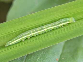  Chenille de Deltote uncula Cl. - �Philippe Bachelard