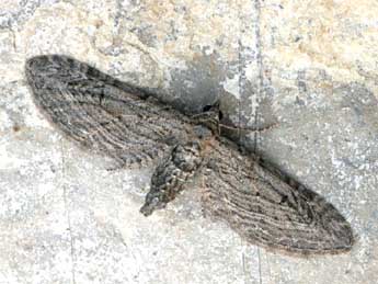 Eupithecia unedonata Mab. adulte - �Daniel Morel