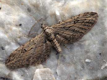 Eupithecia unedonata Mab. adulte - �Daniel Morel