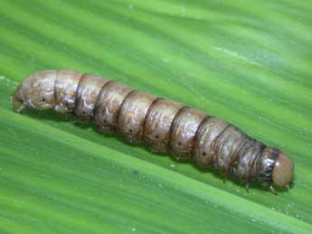  Chenille de Mythimna unipuncta Hw. - �Philippe Mothiron