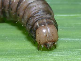  Chenille de Mythimna unipuncta Hw. - �Philippe Mothiron