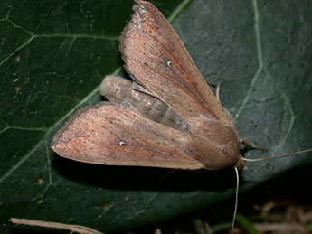 Mythimna unipuncta Hw. adulte - �Philippe Mothiron