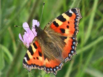 Aglais urticae L. adulte - �Claude de Saint-Etienne