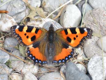 Aglais urticae L. adulte - �Philippe Mothiron