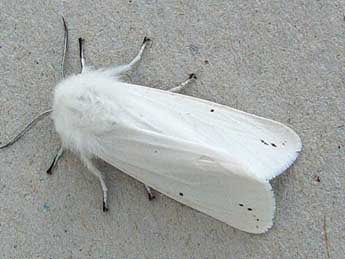Spilosoma urticae Esp. adulte - �Jean-Paul Quinette