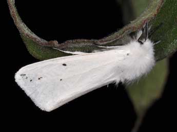 Spilosoma urticae Esp. adulte - �Philippe Mothiron