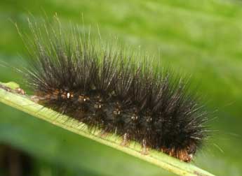  Chenille de Spilosoma urticae Esp. - �Daniel Morel